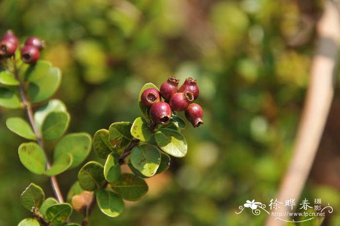 赤楠Syzygium buxifolium