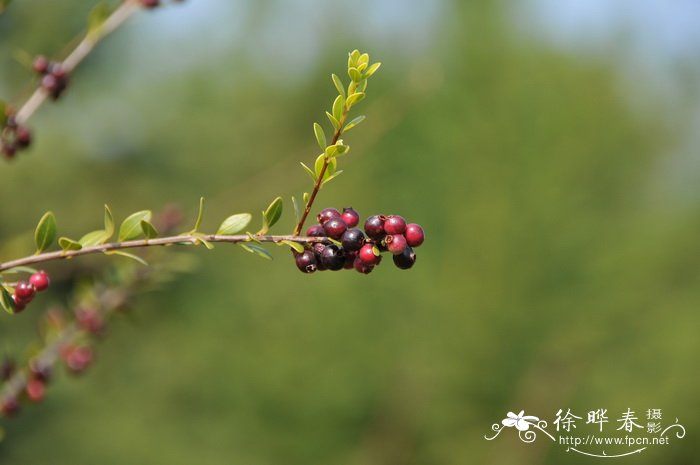 赤楠Syzygium buxifolium