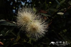水竹蒲桃Syzygium fluviatile