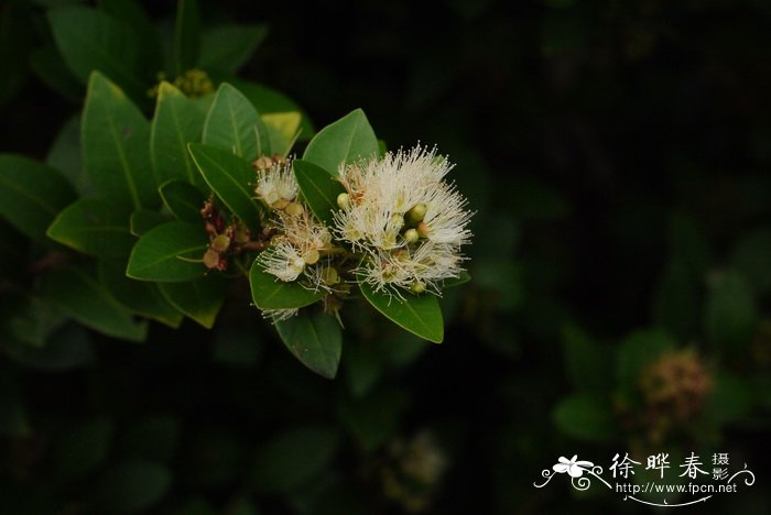 轮叶蒲桃Syzygium grijsii 轮叶蒲桃Syzygium grijsii