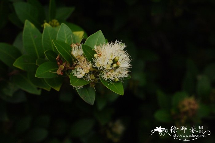 轮叶蒲桃Syzygium grijsii