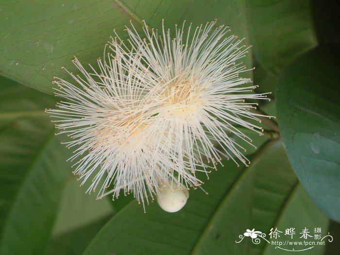 短药蒲桃Syzygium globiflorum