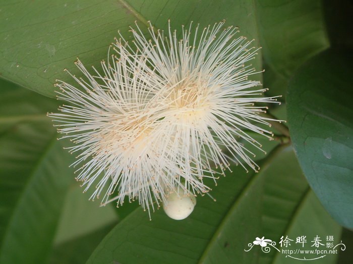 短药蒲桃Syzygium globiflorum 短药蒲桃Syzygium globiflorum