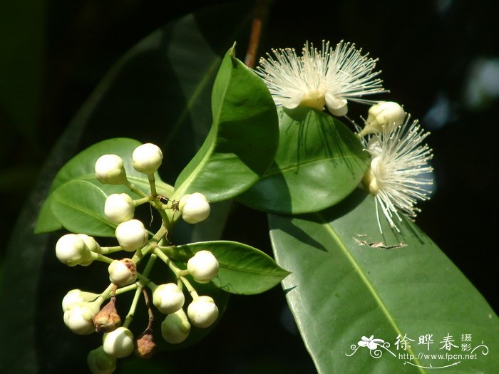 短药蒲桃Syzygium globiflorum