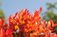 钟花蒲桃Syzygium myrtifolium
