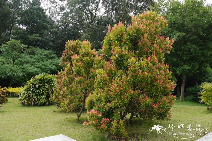 钟花蒲桃Syzygium myrtifolium