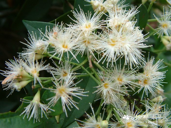 方枝蒲桃Syzygium tephrodes 方枝蒲桃Syzygium tephrodes