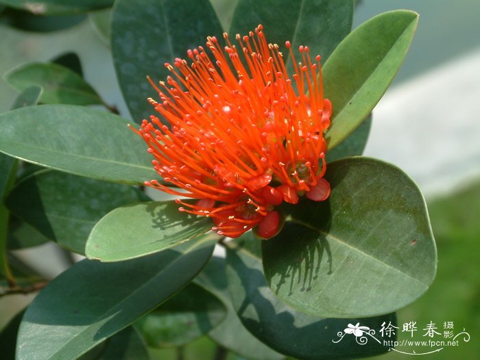 年青蒲桃Xanthostemon youngii 年青蒲桃Xanthostemon youngii
