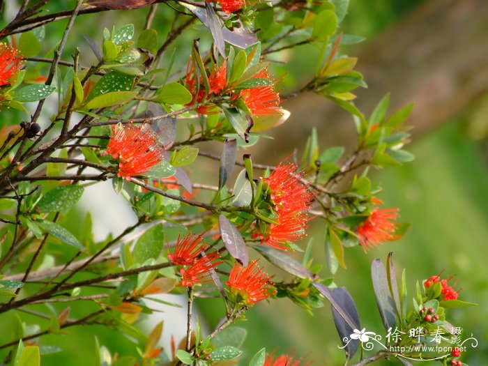 年青蒲桃Xanthostemon youngii 年青蒲桃Xanthostemon youngii