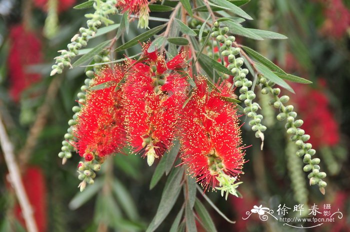 串钱柳Callistemon viminalis