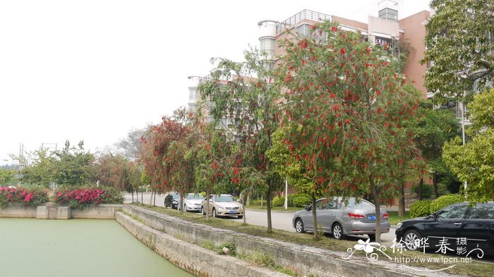 串钱柳Callistemon viminalis