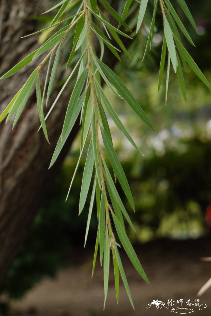 串钱柳Callistemon viminalis