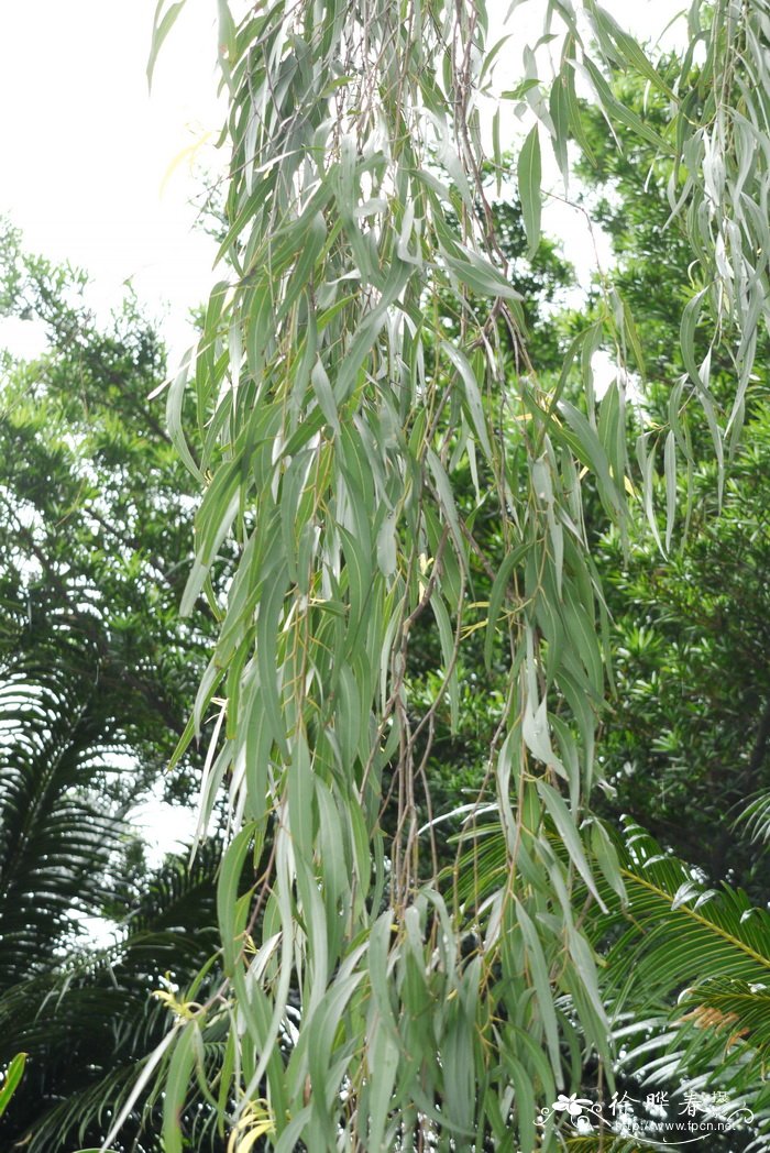 柠檬桉Eucalyptus citriodora 柠檬桉Eucalyptus citriodora