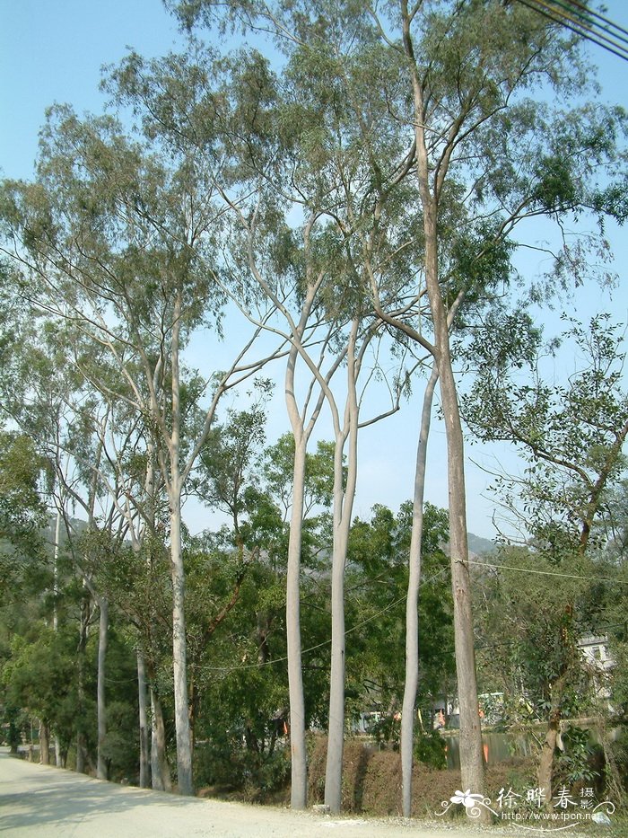 柠檬桉Eucalyptus citriodora