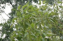 皱果桉Corymbia ptychocarpa