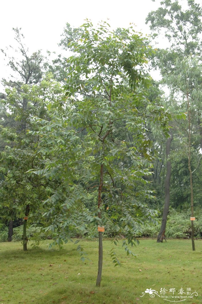 皱果桉Corymbia ptychocarpa