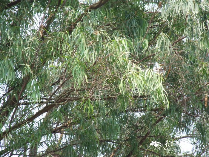 窿缘桉Eucalyptus exserta 窿缘桉Eucalyptus exserta