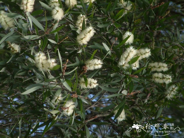 白千层 Melaleuca cajuputi subsp. cumingiana 白千层 Melaleuca cajuputi subsp. cumingiana