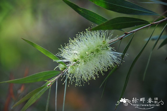 白千层 Melaleuca cajuputi subsp. cumingiana