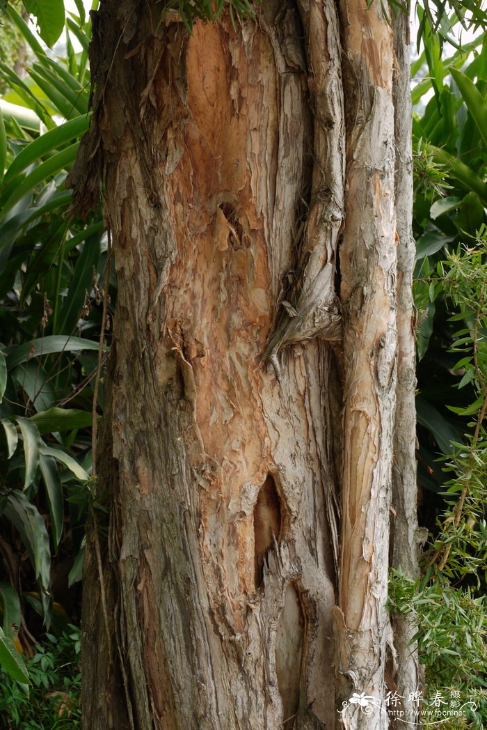 白千层 Melaleuca cajuputi subsp. cumingiana