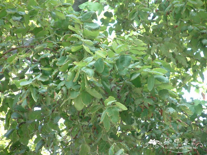毛叶桉Eucalyptus torelliana