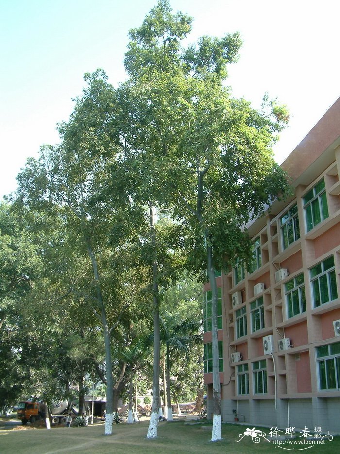 毛叶桉Eucalyptus torelliana