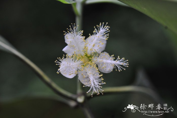 红胶木Lophostemon confertus 红胶木Lophostemon confertus