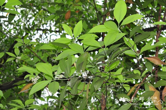红胶木Lophostemon confertus 红胶木Lophostemon confertus