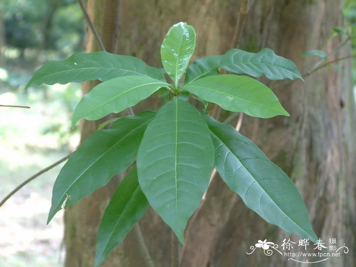 红胶木Lophostemon confertus