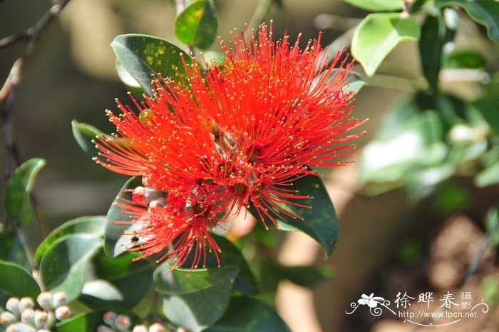 新西兰圣诞树 Metrosideros excelsa 新西兰圣诞树 Metrosideros excelsa