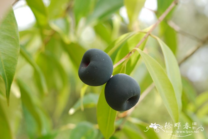 肖蒲桃Syzygium acuminatissimum 肖蒲桃Syzygium acuminatissimum