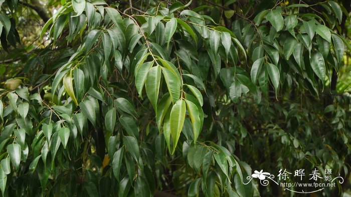 肖蒲桃Syzygium acuminatissimum