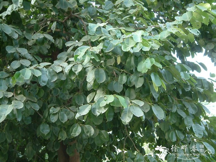 海南蒲桃Syzygium hainanense