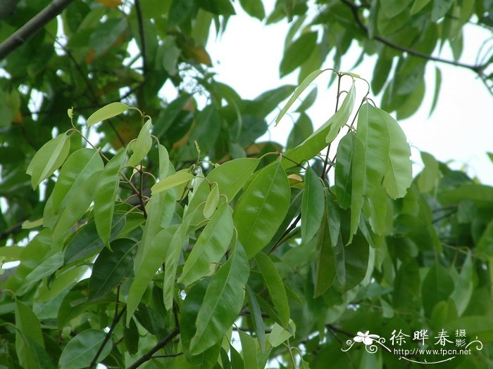 海南蒲桃Syzygium hainanense