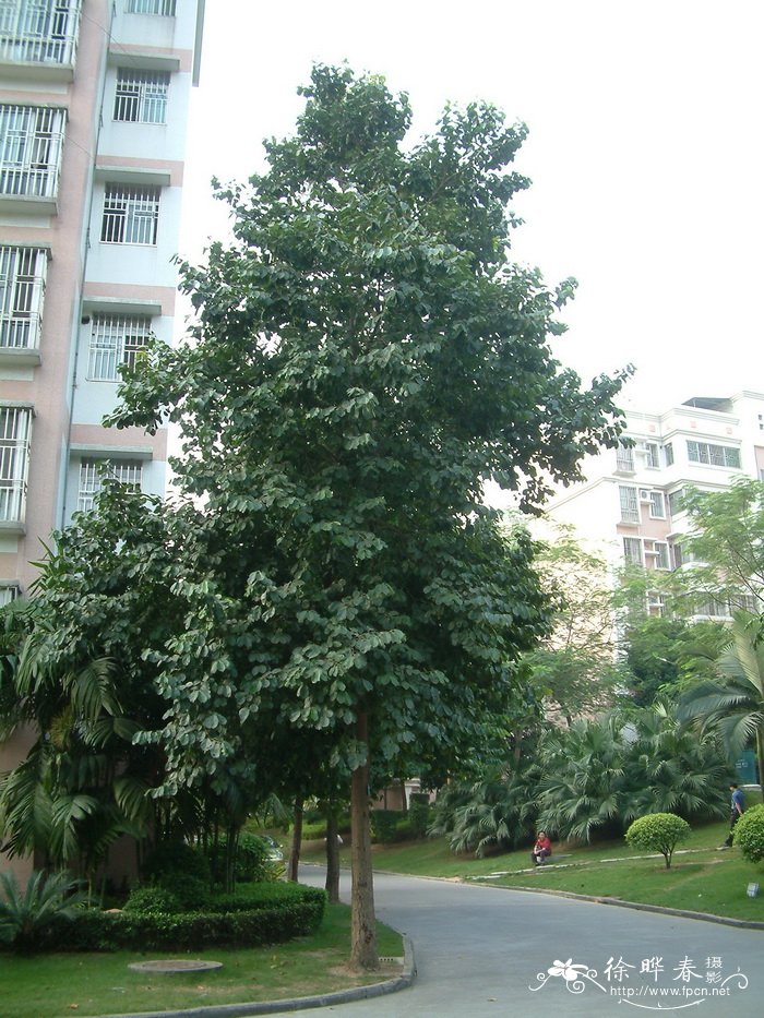 海南蒲桃Syzygium hainanense