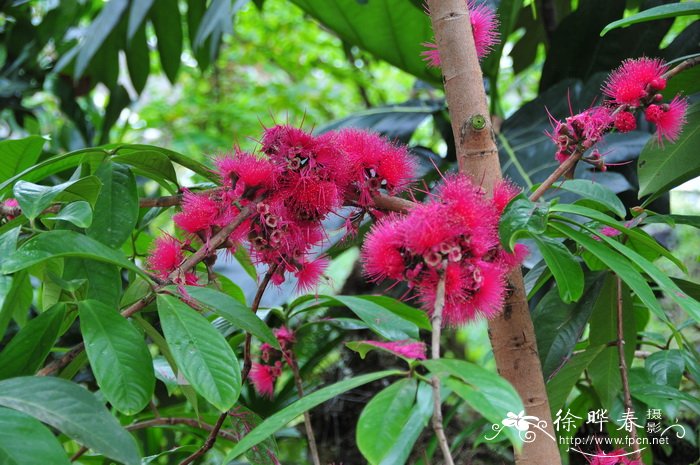 马来蒲桃 Syzygium malaccense 马来蒲桃 Syzygium malaccense