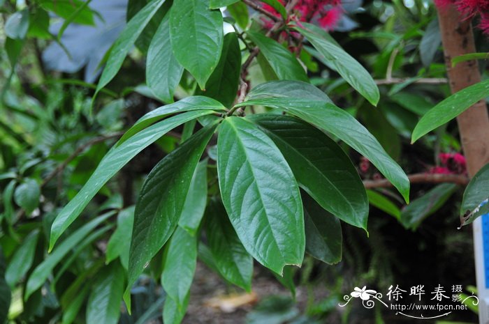 马来蒲桃 Syzygium malaccense 马来蒲桃 Syzygium malaccense