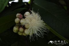 阔叶蒲桃Syzygium megacarpum