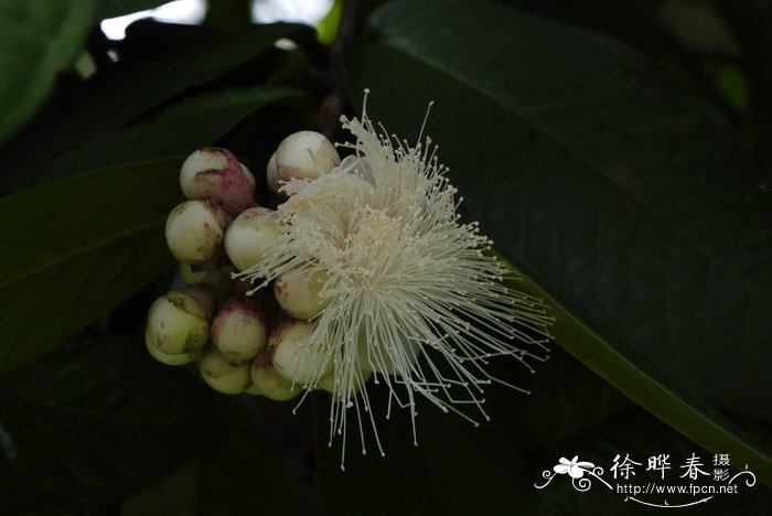 阔叶蒲桃Syzygium megacarpum 阔叶蒲桃Syzygium megacarpum