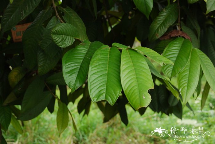 阔叶蒲桃Syzygium megacarpum