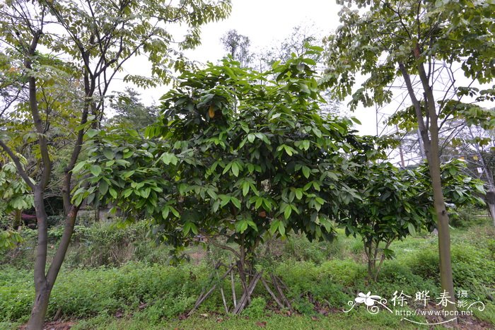 阔叶蒲桃Syzygium megacarpum