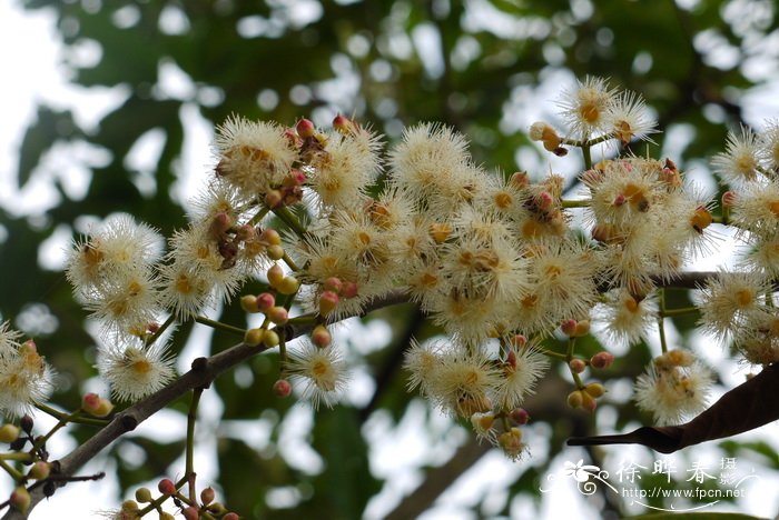 水翁 Syzygium nervosum