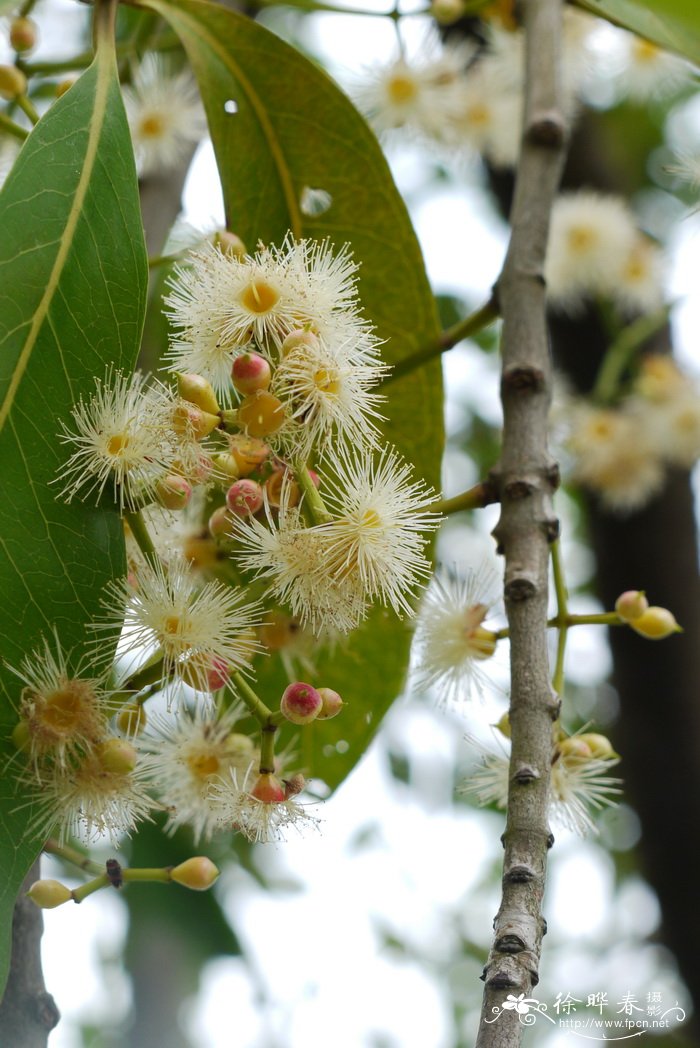 水翁 Syzygium nervosum