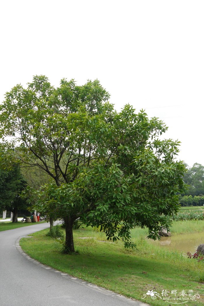水翁 Syzygium nervosum 水翁 Syzygium nervosum