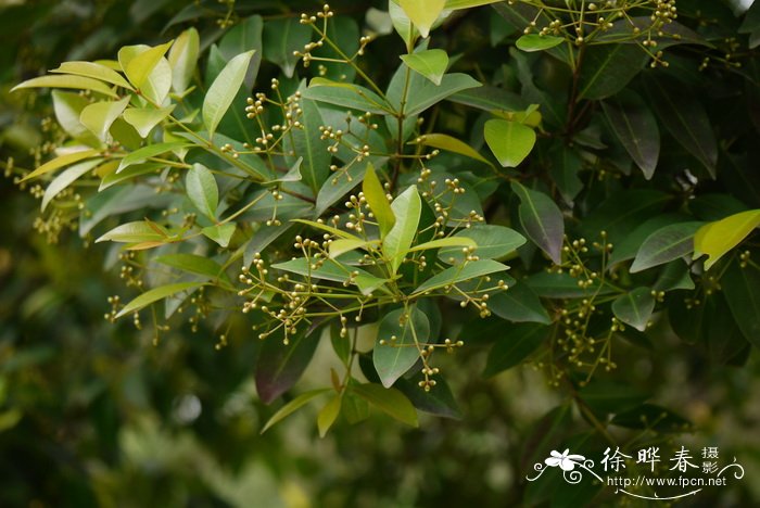 红车木 Syzygium rehderianum 红车木 Syzygium rehderianum
