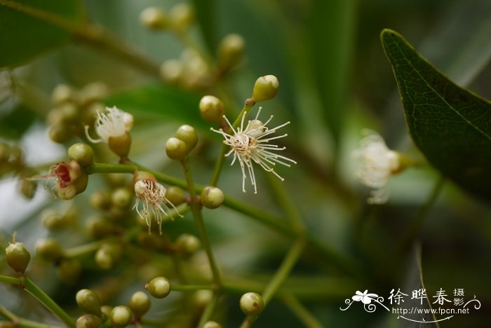 红车木 Syzygium rehderianum 红车木 Syzygium rehderianum