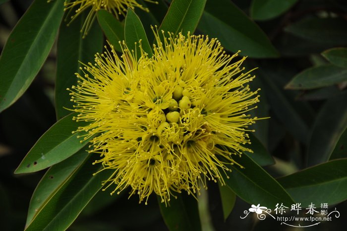 金蒲桃 Xanthostemon chrysanthus