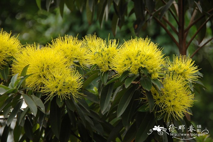 金蒲桃 Xanthostemon chrysanthus