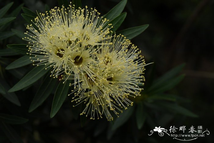 舞女蒲桃 Xanthostemon verticillatus 'Cream Dancer' 舞女蒲桃 Xanthostemon verticillatus 'Cream Dancer'