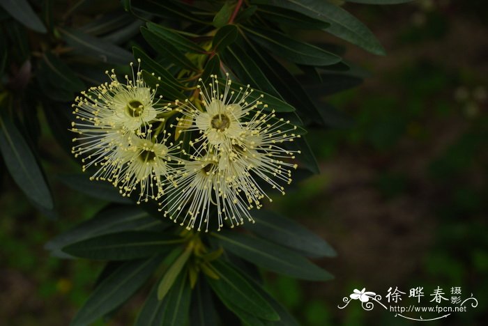 舞女蒲桃 Xanthostemon verticillatus 'Cream Dancer' 舞女蒲桃 Xanthostemon verticillatus 'Cream Dancer'